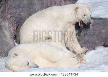 Two polar bear rest on white snow. Animals in wildife.