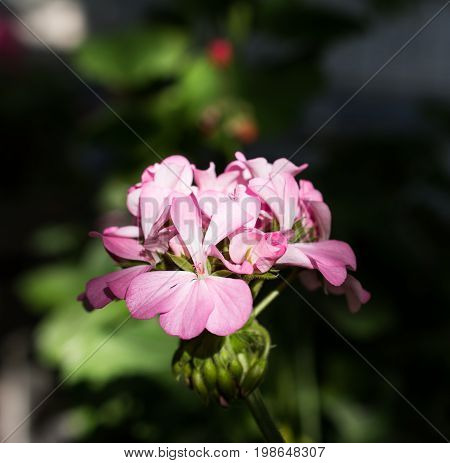 Pink flower of Geranium, solar light effect