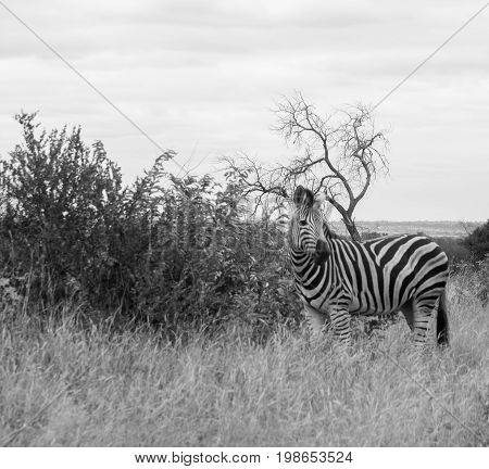 A black and white photograph of a Zebra seen in the bushveld of the Kruger National Park in South Africa.