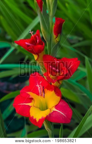 Yellow and red gladiolus on a background of green leaves in the garden.