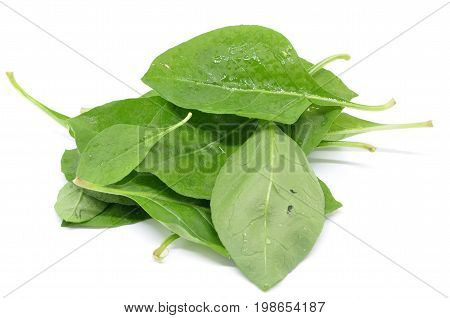 Matrimony Vine Leaf