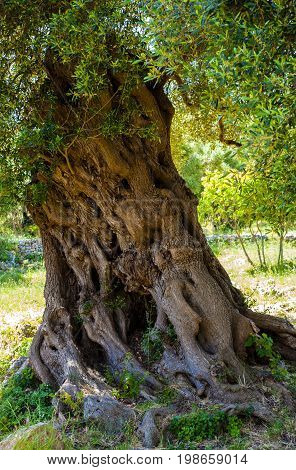 Ancient monumental olive tree trunk apulia. Italy