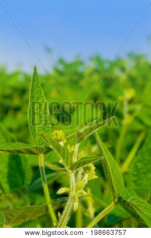 Soybean Field On A Bright Sunny Day. The Leaves Of Soybean And Young Soybean, Soybean Sprouts, Flowe