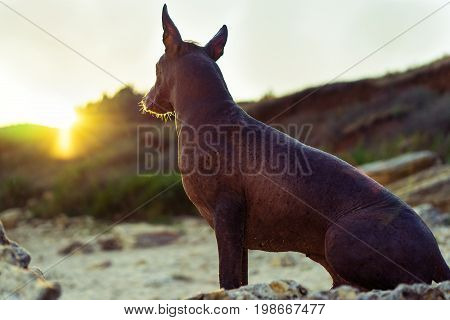 Close up portrait One Mexican hairless dog (xoloitzcuintle Xolo) sits on a sandy beach on a sunset background.