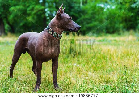 Close up portrait One Mexican hairless dog (xoloitzcuintle Xolo) in full growth in a red collar on a background of green grass and trees in the park