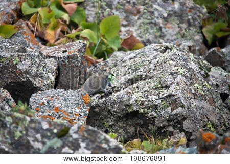 Young pika feeds on grass among the rocks in Tien-Shan. A rodent from the family of lagomorphs red pika in places of their habitat in the mountains of Kyrgyzstan. height rare species red book