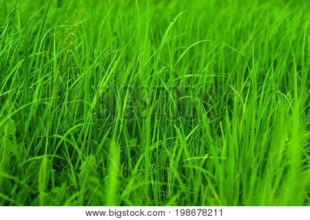 the green grass lit with the bright summer sun