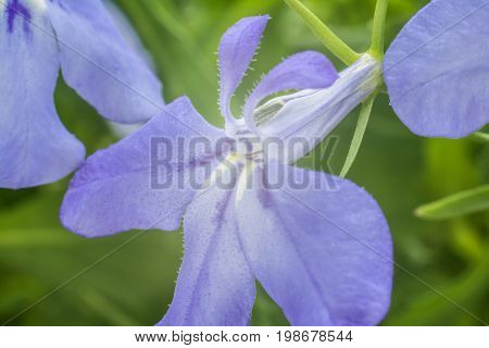 Blue Trailing Lobelia Sapphire Flowers Or Edging Lobelia, Garden Lobelia.