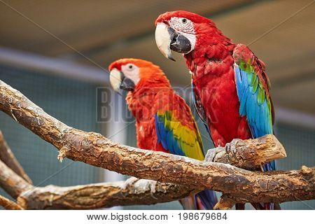 Two Colorful South American Blue and Yellow Macaw parrots (Ara ararauna)