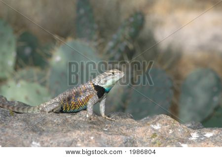 Californien Spiny firben