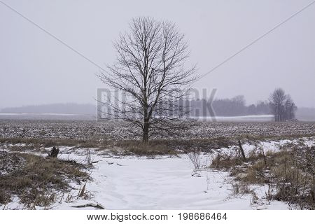 Wide view of a small ice covered stream leading to a single bare tree on a snow blown landscape near Akwesasne, New York on an overcast blustery day in February.