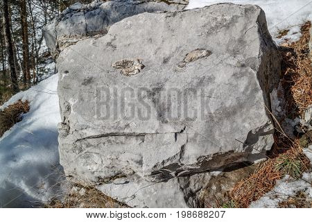 Nature-created face on a rock in the woods