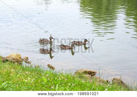 Group Of Mallard Ducks Floating On A Pond At Summer Time.