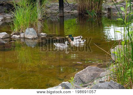 Two Male Mallard Ducks And Female Mallard Duck Floating On A Pond At Summer Time.