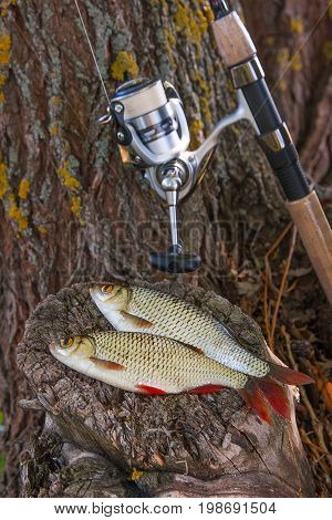 View Of Two Freshwater Common Rudd Fish And Fishing Rod With Reel On Natural Vintage Wooden Backgrou