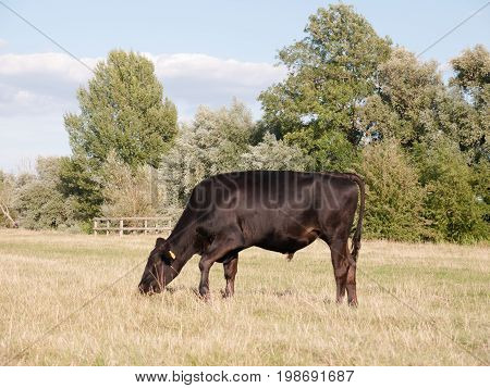 A Black Cow Grazing Single In A Field On A Summer's Day In Dedham
