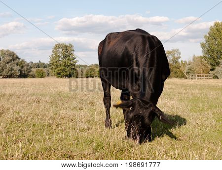 A Black Cow Grazing Up Close With Motion Blurred Ears On A Summer's Day In Dedham