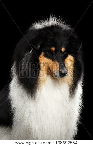 Portrait of Shetland Sheepdog Dog, Sheltie on Black Background, front view