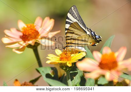 Iphiclides podalirius, Scarce swallowtail butterfly on flowers. Butterfly collecting nectar on flowers in the garden.