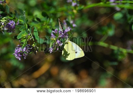 Southern Small White butterfly, Pieris mannii on flowers in meadow. Small white butterfly feeding on flowers
