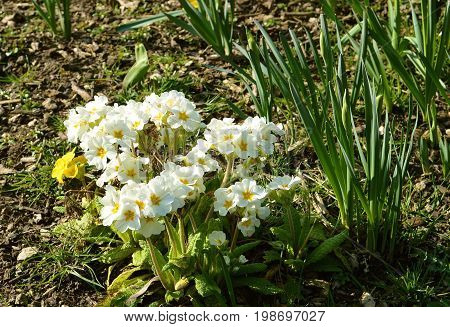 Primula 'Crescendo White' flowers in spring time