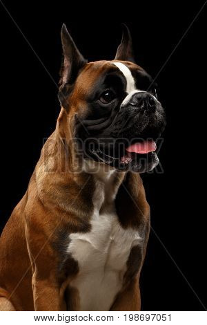 Portrait of Adorable Boxer Dog Isolated on Black Background