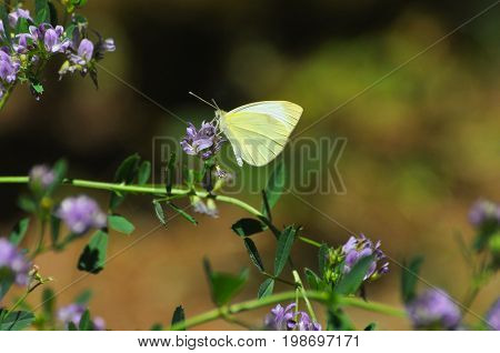 Southern Small White butterfly, Pieris mannii on flowers in meadow. Small white butterfly feeding on flowers