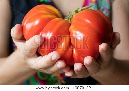 Hands Holding A Giant Zapotec Pleated Heirloom Tomato