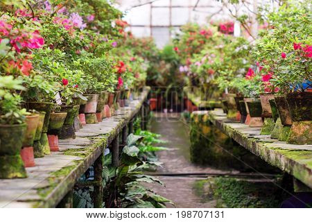 Flowers in the old greenhouse. Rhododendron flowers and tropical plants growing in a vintage greenhouse