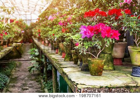 Flowers in the old greenhouse. Rhododendron flowers and tropical plants growing in a vintage greenhouse
