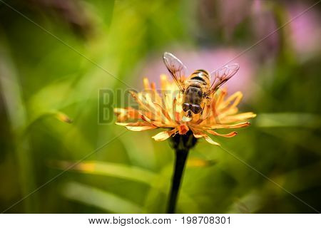 Wasp collects nectar from flower crepis alpina