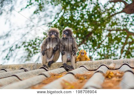 Thailand wildlife: spectacled langurs family, male, female and an orange baby in Prachaup Khiri Khan. Every day, the tribe leaves their nature habitat in a mountain forest to get some food from people