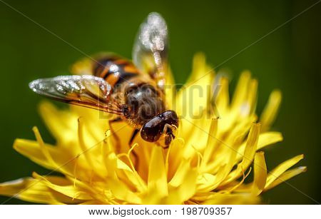 Wasp collects nectar from flower crepis alpina
