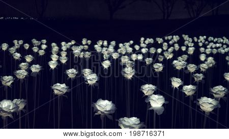 Seoul - July 2017: Glowing roses installation in front of Dongdaemun Design Plaza.   