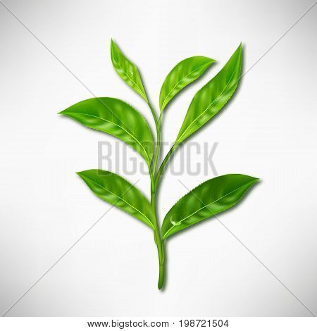 Realistic leaves of green tea. Vector 3d illustration on white background.