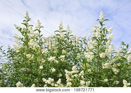 Shrub privet white blossoming spring on the sky with clouds. Landscape.