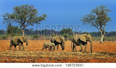 A small herd of elephants walking across the African plains with a vibrant blue sky in South Luangwa National Park Zambia Africa