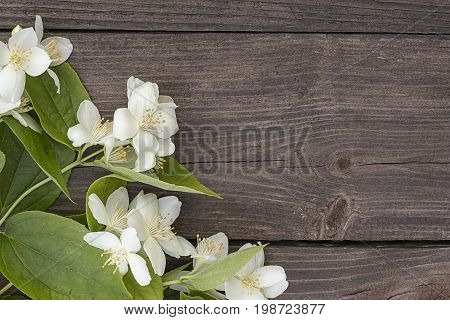 White flowers of jasmine on brown old wooden background. space for text.