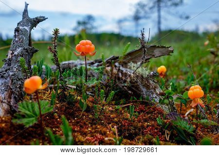 Ripe cloudberry grows on a swamp in Russia. Healthy food in wood