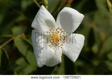 Flower of a musk rose (Rosa moschata)