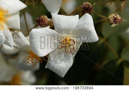 Flower of a musk rose (Rosa moschata)