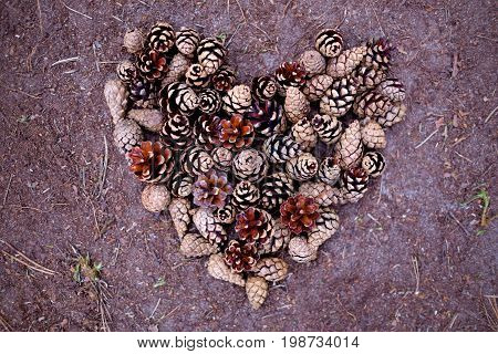 Beautiful pine laid out on the ground in the shape of a heart