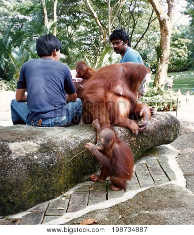 SINGAPORE - CIRCA 1990: Visitors are permitted to interact with captive orangutans at the Singapore Zoo.
