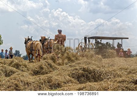 NEW HOLLAND PENNSYLVANIA - August 4 2017: A young Mennonite woman operates a hay tedder at Big Spring Farm Days. This is an annual event demonstrating traditional threshing and harvesting methods using restored antique and vintage tools.