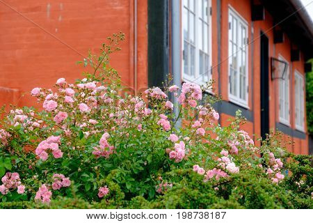 summer on the danish Island of bornholm