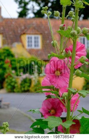 summer on the danish Island of bornholm