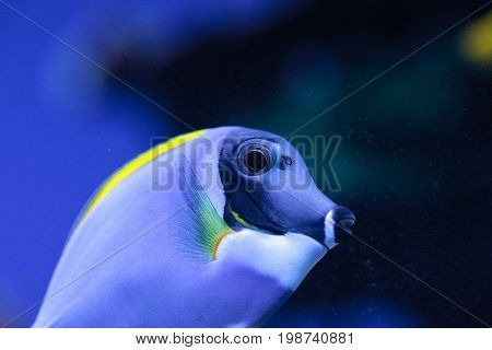Powderblue tang fish Acanthurus leucosternon on a coral reef.