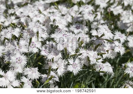 Dianthus caryophyllus (carnation) white flowers blooming in the garden. It is native to the Mediterranean region has been cultivated since ancient times
