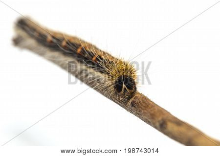 Last Instar Caterpillar Of Common Duffer Butterfly ( Discophota Sondaica Boisduval ) Walking On Twig