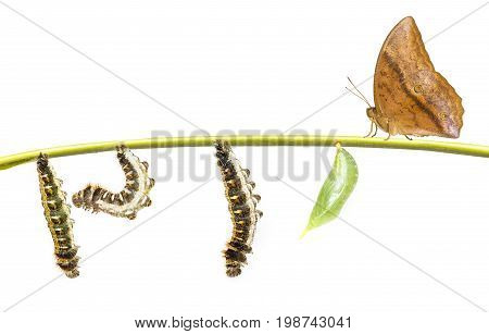 Life Clycle Of Common Duffer Butterfly ( Discophota Sondaica Boisduval ) On White